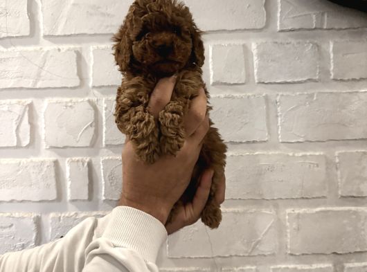 Kore Yavrular Orjinal Toy Poodle Adana görsel