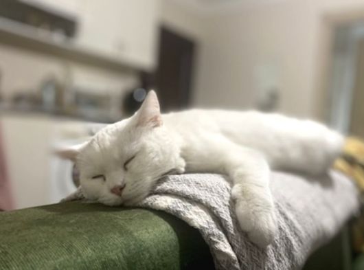 British Ucretsiz Kedi