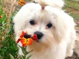 Maltese Terrier Yavruları Mama Ve Malzeme Kampanyali