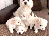 Maltese Terrier Yavruları Mama Ve Malzeme Kampanyali