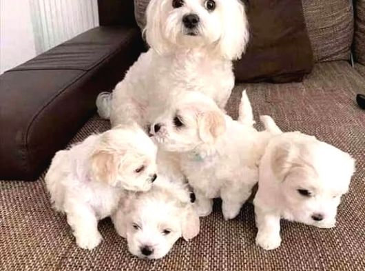 Maltese Terrier Yavruları Mama Ve Malzeme Kampanyali görsel