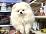 Pomeranian kar beyaz yavrumuz ırk garantili