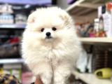 Pomeranian Ayı Surat Kar Beyaz Yavrumuz