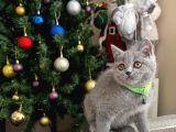 Safkan British Shorthair Yavrular