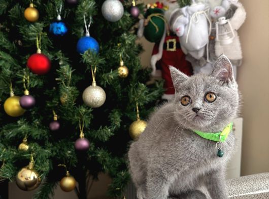 Safkan British Shorthair Yavrular görsel