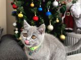 Safkan British Shorthair Yavrular