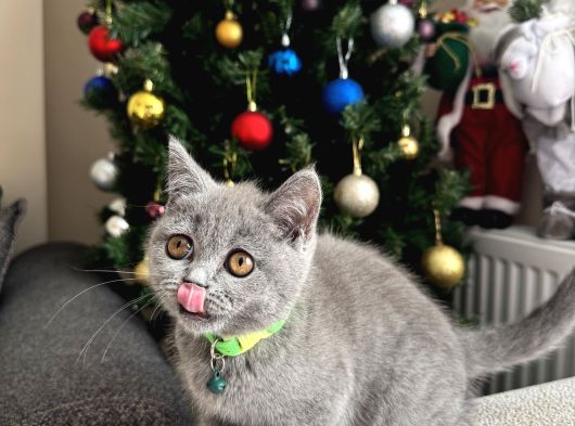 Safkan British Shorthair Yavrular görsel