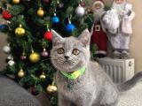Safkan British Shorthair Yavrular