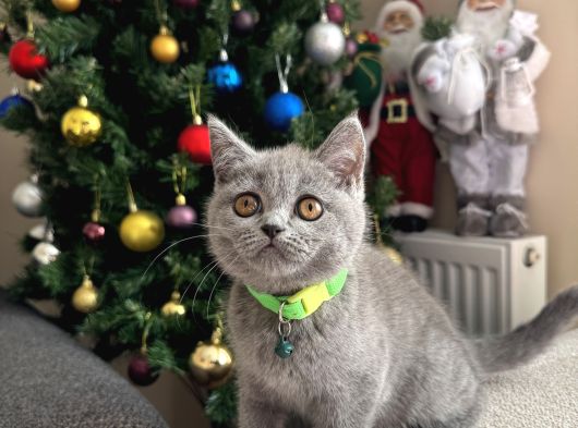 Safkan British Shorthair Yavrular görsel