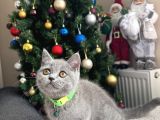 Safkan British Shorthair Yavrular