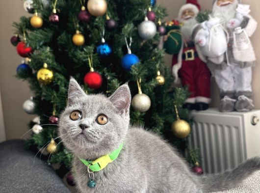 Safkan British Shorthair Yavrular görsel