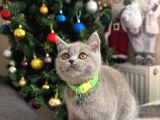 Safkan british Shorthair yavrular