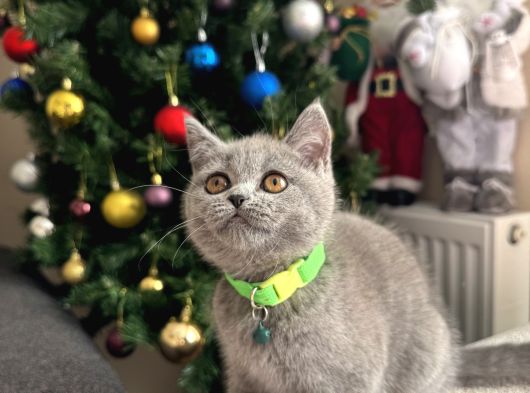 Safkan British Shorthair Yavrular