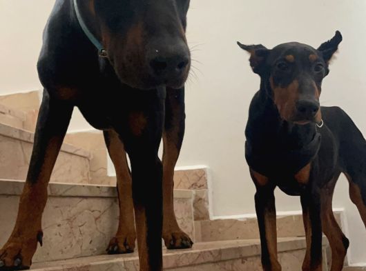 King Doberman