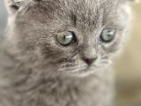 Büyüneyen Kedi Munchkin Kedileri