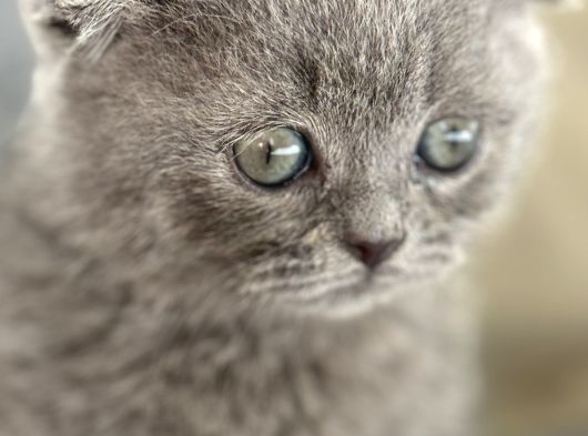 Büyüneyen Kedi Munchkin Kedileri görsel
