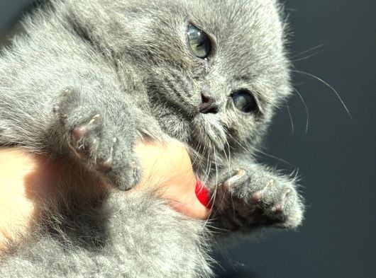 Büyüneyen Kedi Munchkin Kedileri