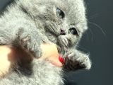 Büyümeyen Kedi Munchkin Kedisi Özel Tür