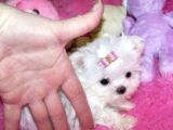 Maltese Terrier Yavruları Mama Ve Malzeme Kampanyali