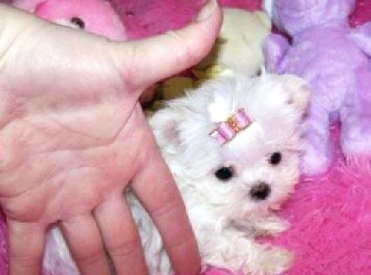 Maltese Terrier Yavruları Mama Ve Malzeme Kampanyali görsel