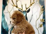 A Kalite Poodle Bebekler