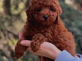 Full Safkan Toy Poodle yavrumuz