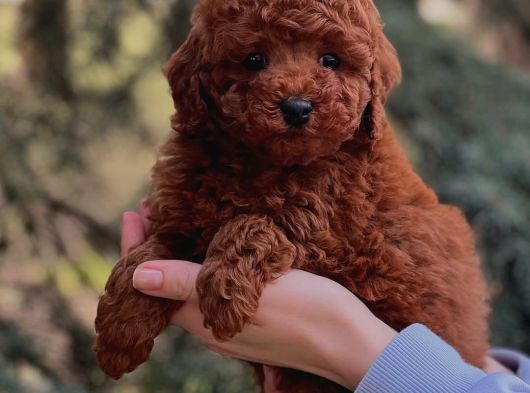 Full Safkan Toy Poodle Yavrumuz