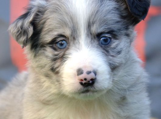 Safkan Full Kalite Border Collie Yavrular görsel