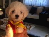 Orjinal Teacup Kore Maltes Terrier Yavruları