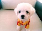 Orjinal teacup kore maltes terrier yavruları