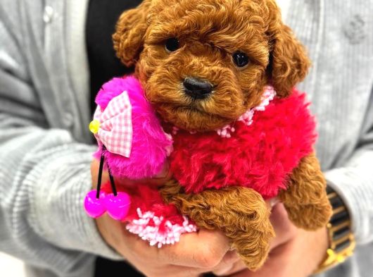 ANNE ALTINDAN TOY POODLE