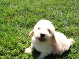 Maltipoo Yavruları Sizleri Bekliyor