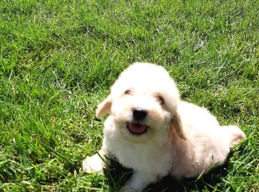 Maltipoo Yavruları Sizleri Bekliyor görsel