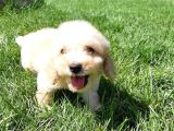 Maltipoo Yavruları Sizleri Bekliyor