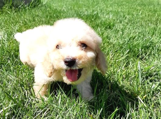 Maltipoo Yavruları Sizleri Bekliyor görsel