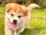 JAPON AKİTA INU YAVRULARİ İSTANBUL