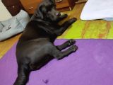 Labrador Retriever Yavrulari Istanbul