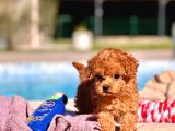 Tea Cup  Orji̇nal Toy Poodle Yavrulari