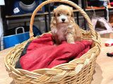 Muhteşem Maltipoo Bıcırıklar