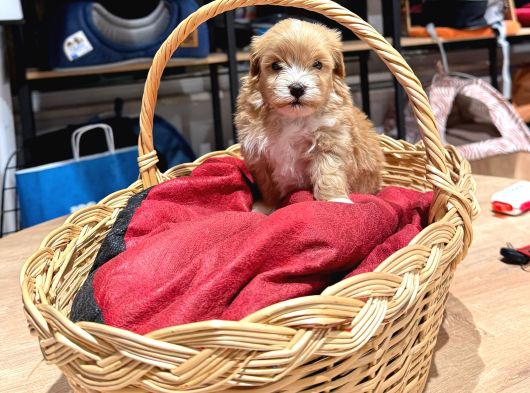 Muhteşem Maltipoo Bıcırıklar görsel