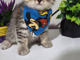 Top Surat Mi̇nnoşlar Tesli̇me Hazir
