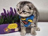 Top Surat Mi̇nnoşlar Tesli̇me Hazir