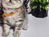 Bu Güzelli̇k Tombi̇şli̇k Şakami Bal Surat Tesli̇me Hazir