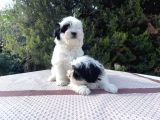 Morkie Yavrularımız En Uygun En Özel Yavrular