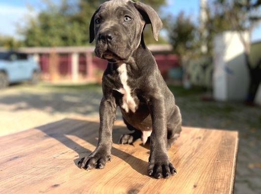 Dev Irk Kalitenin Zirvesi Blue Cane Corso Yavrular