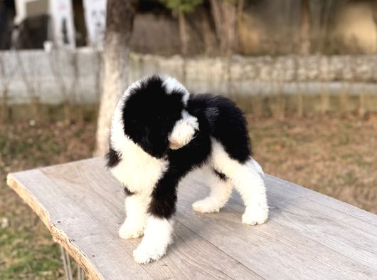 Bernedoodle Yavrular görsel