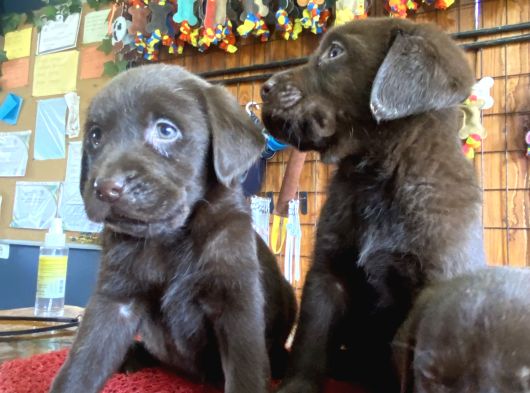 Burkemden Hayat Arkadaşı Labrador görsel