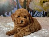 Mi̇nnak Toy Poodle Bebekler