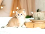 British Shorthair Golden Bebekler