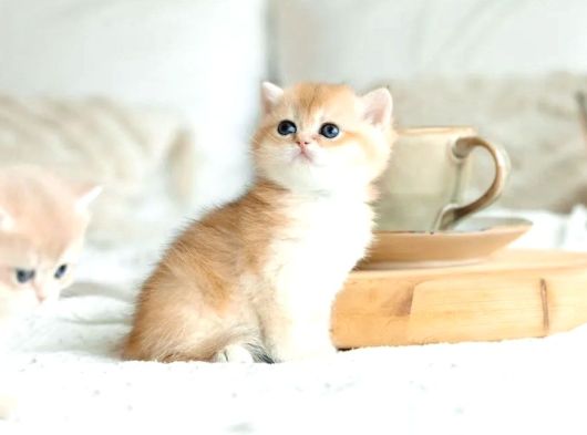 British Shorthair Golden Bebekler görsel